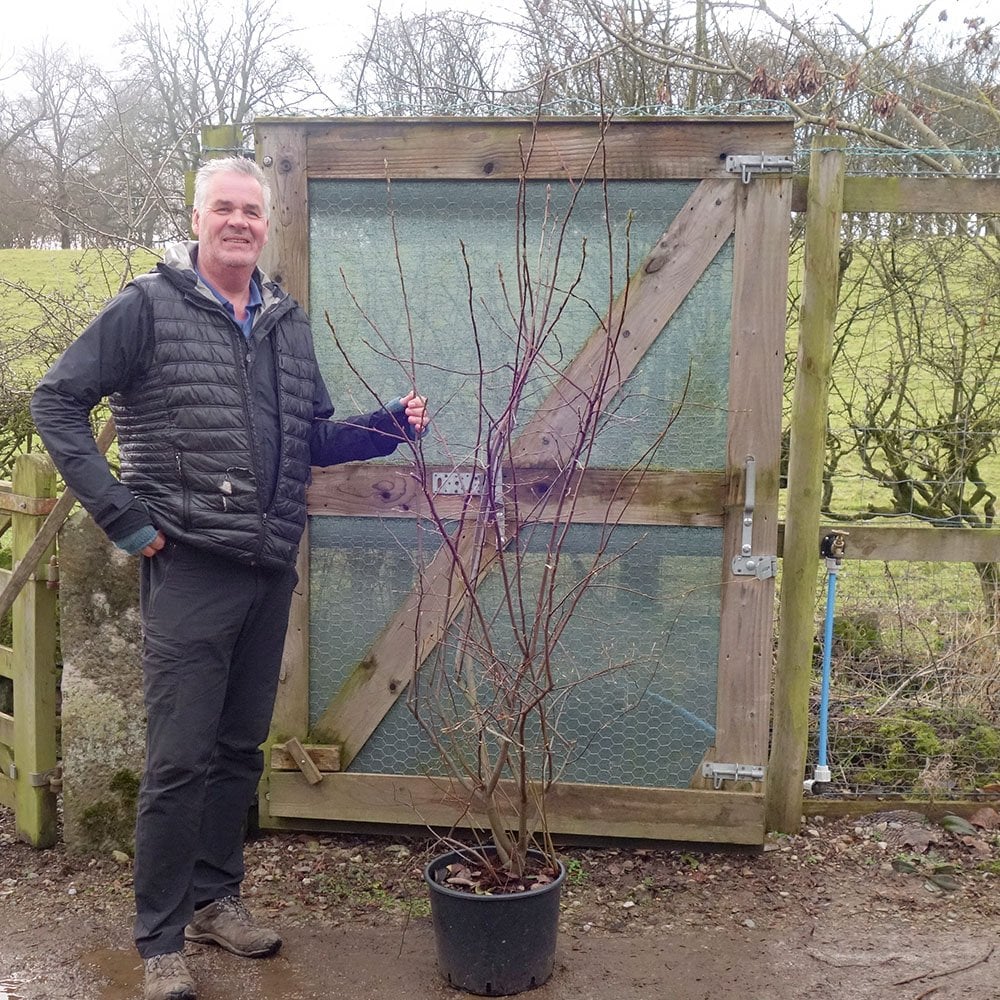 Amelanchier lamarckii multistem tree in pot