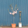 Prunus 'Asano' Tree