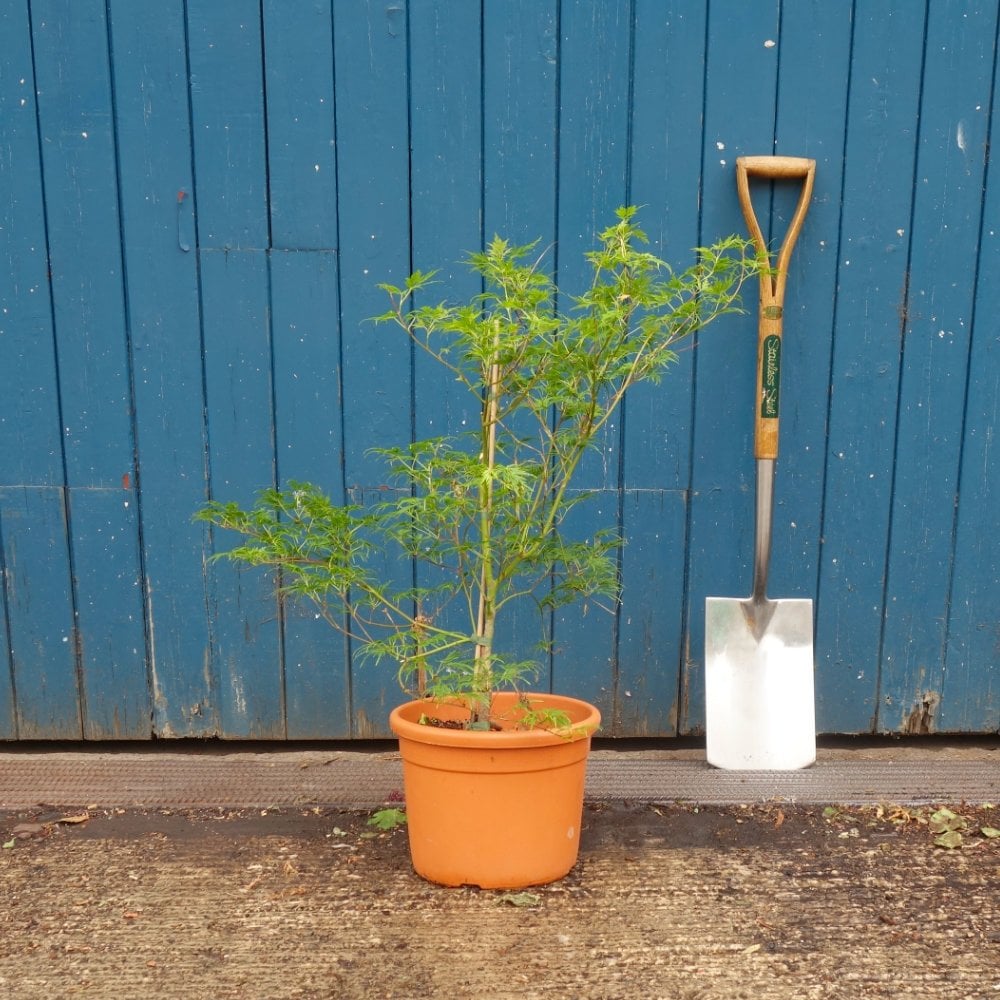 Acer palmatum 'Seiryu' Tree