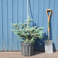 Picea pungens 'Super Blue' Tree