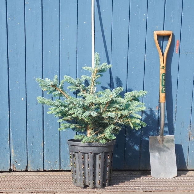 Picea pungens 'Super Blue'