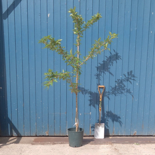 Prunus Candy Floss tree in pot