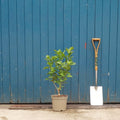 Syringa vulgaris 'Belle de Nancy' Tree