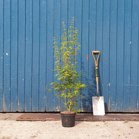 Acer palmatum Tree