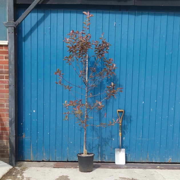 Malus 'Roberts Red' Tree