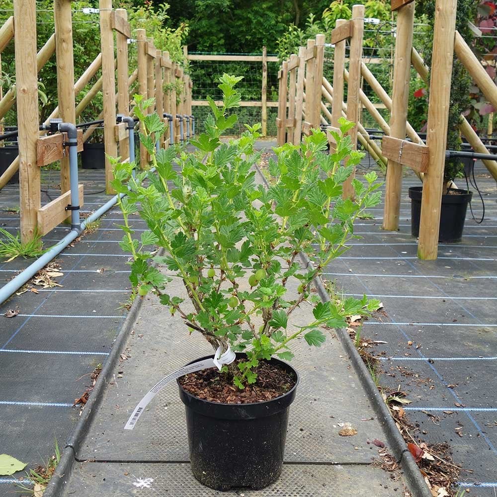 Hinnonmaki Red Gooseberry Bush