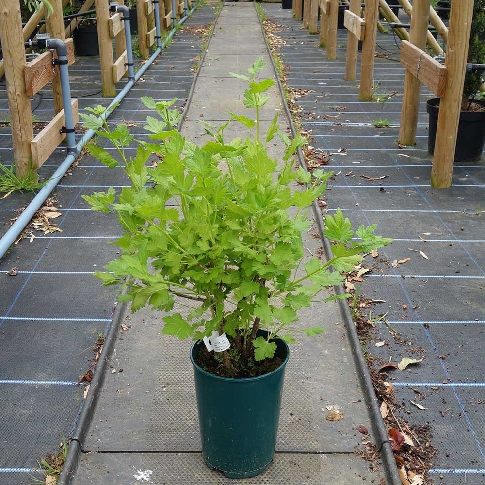 Gooseberry Captivator Bush