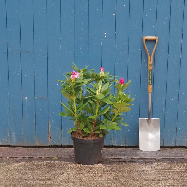 Rhododendron 'Cosmopolitan' Shrub