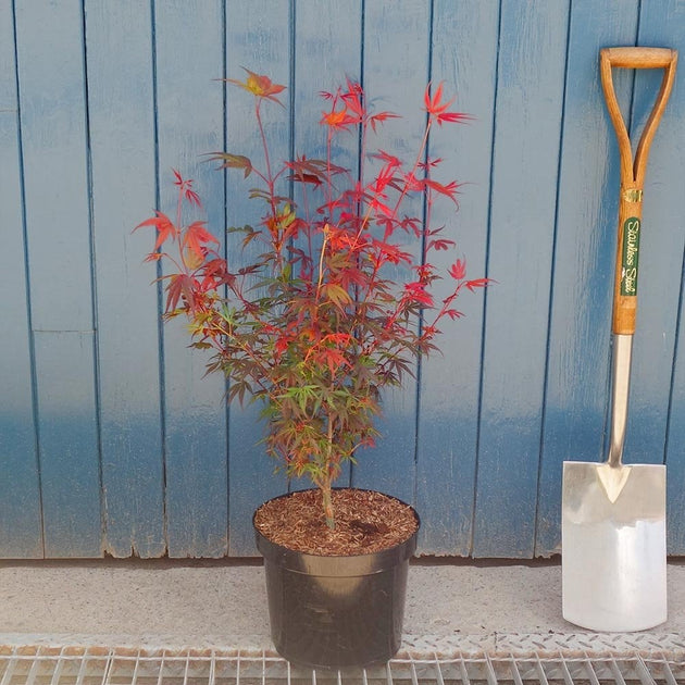 Acer palmatum 'Shaina' Japanese Maple bush in pot