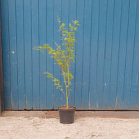 Acer palmatum 'Oridono-nishiki' in pot