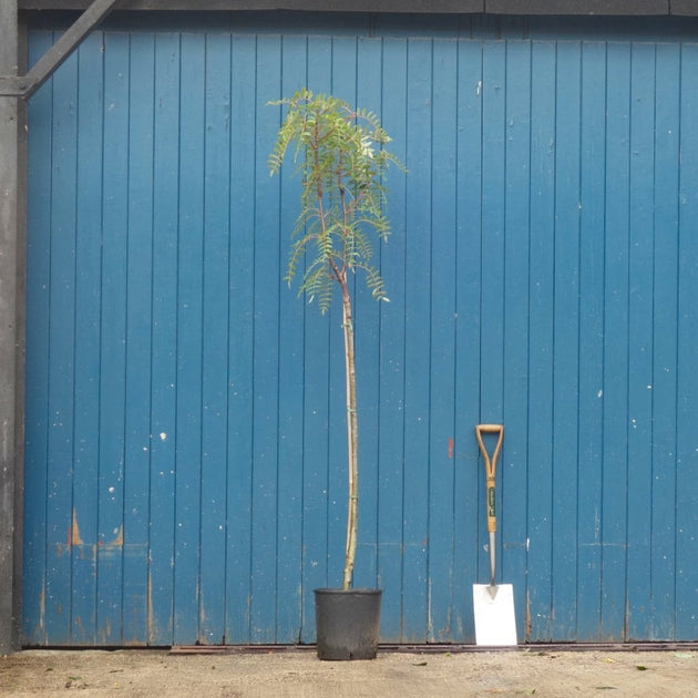 Sorbus cashmiriana Tree