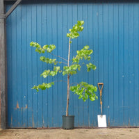 Cercis canadensis var. texensis 'Texas White'