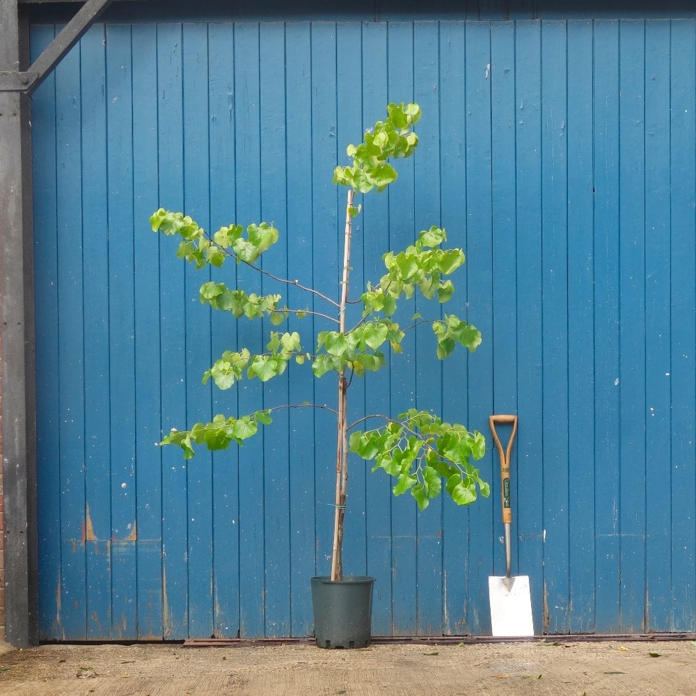 Cercis canadensis var. texensis 'Texas White'