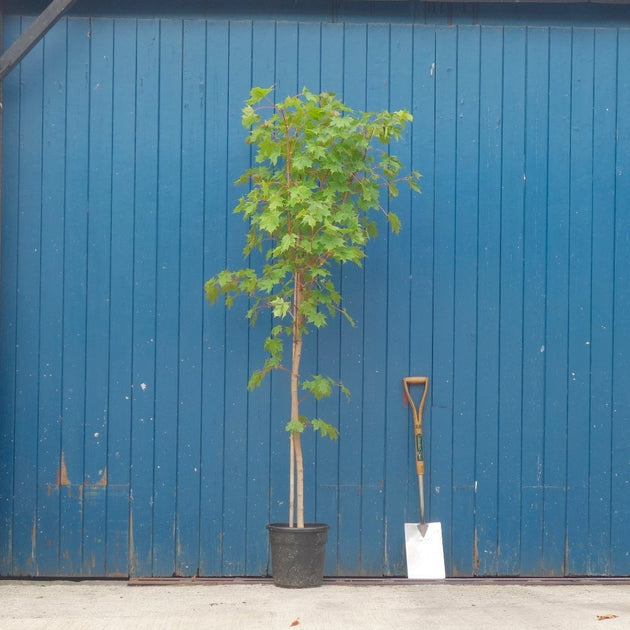 Acer platanoides 'Pacific Sunset' Maple tree in pot