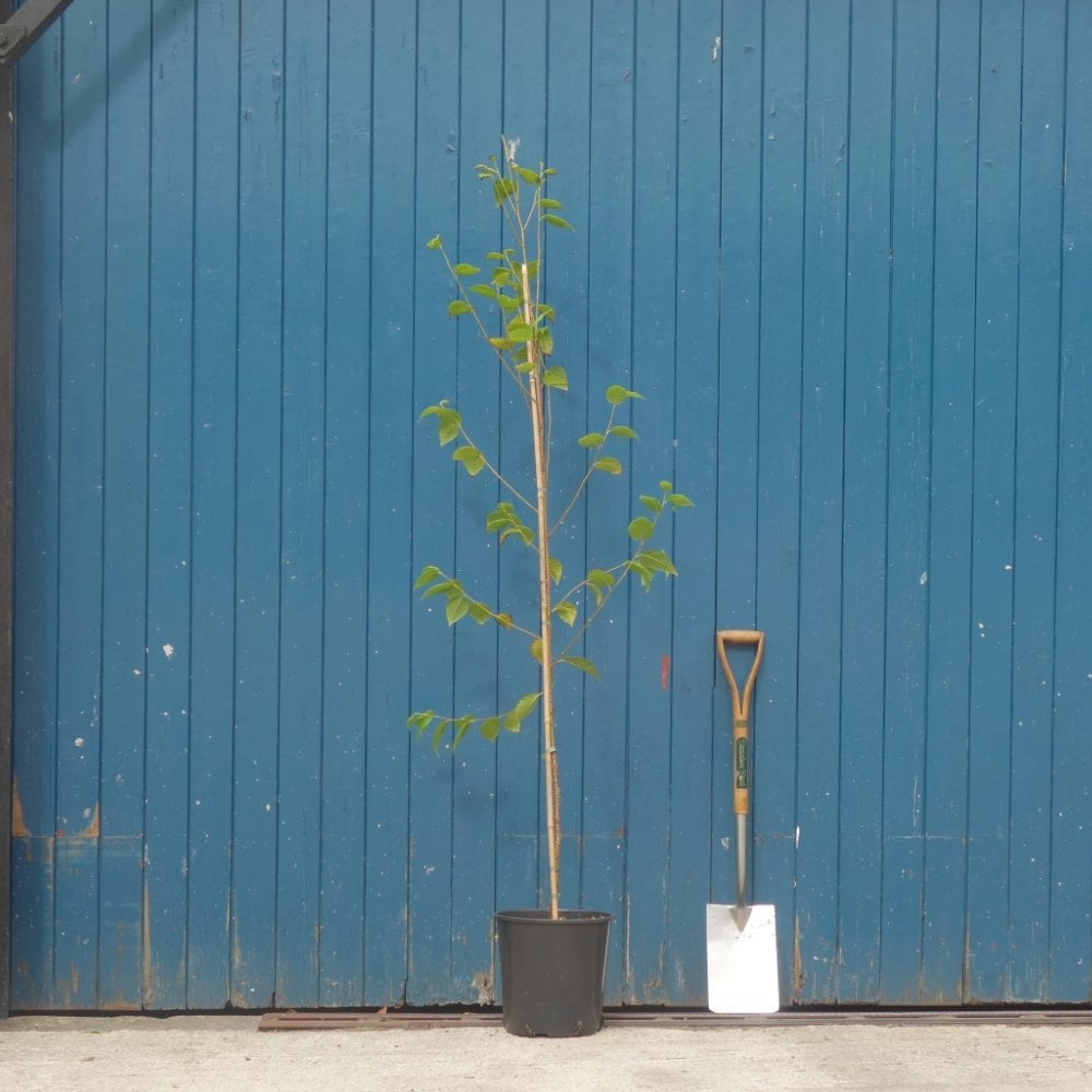 Betula utilis 'Forest Blush' tree