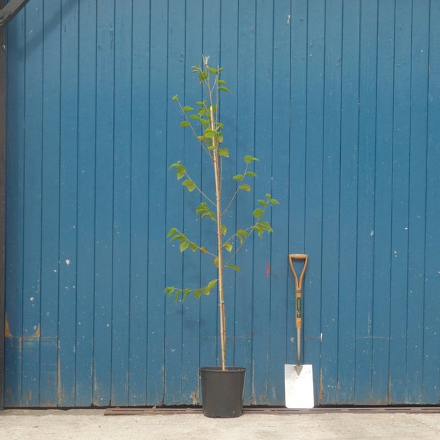 Betula utilis 'Forest Blush' tree