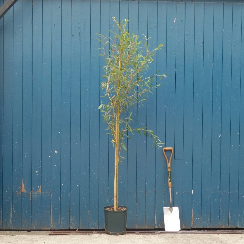 Salix alba 'Britzensis' tree