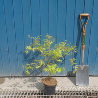 Acer palmatum 'Katsura' in pot