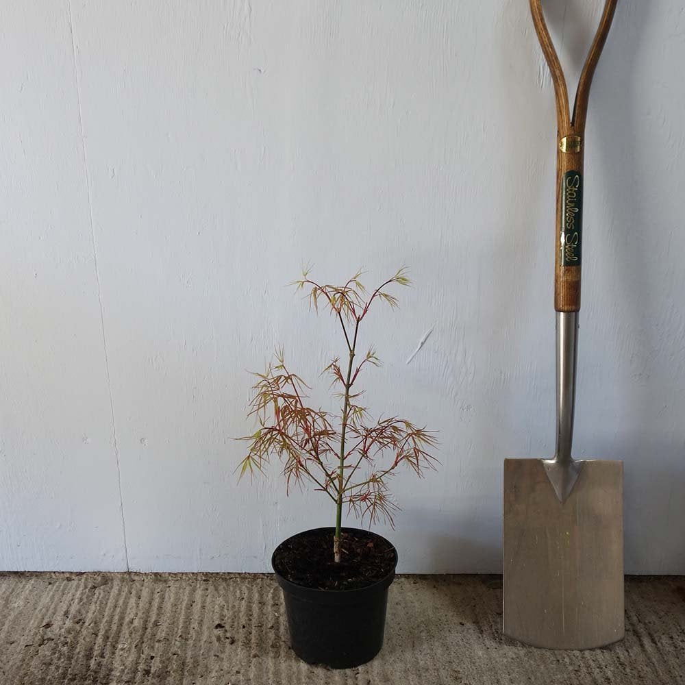 Acer palmatum 'Red Pygmy' Tree