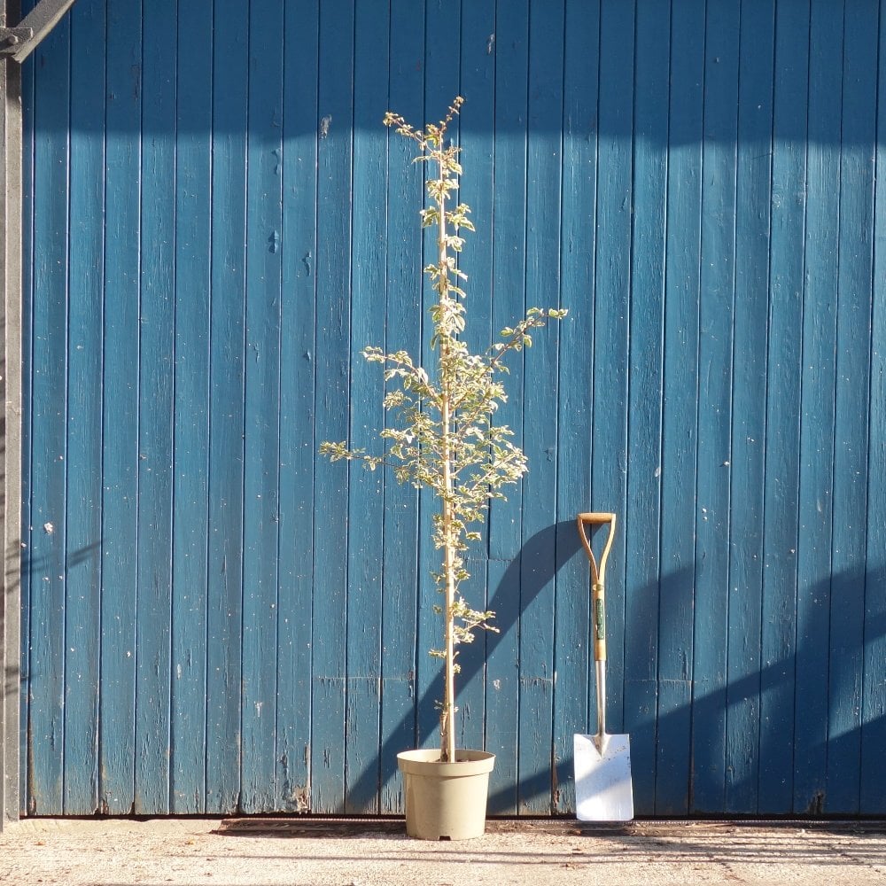 Acer campestre 'Carnival' tree in pot