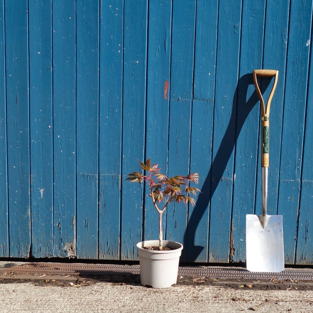 Acer palmatum 'Trompenburg' Maple tree in small pot