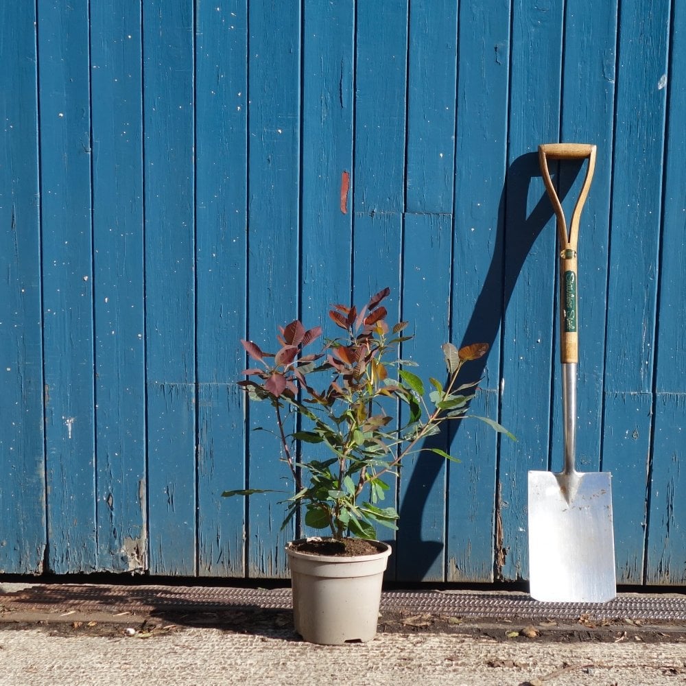 Cotinus 'Grace' tree