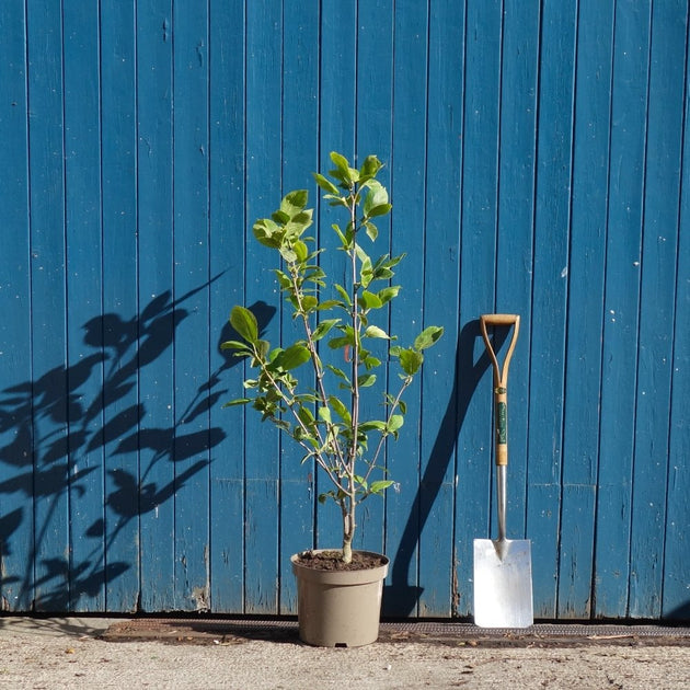 Magnolia x soulangeana 'Lennei' tree