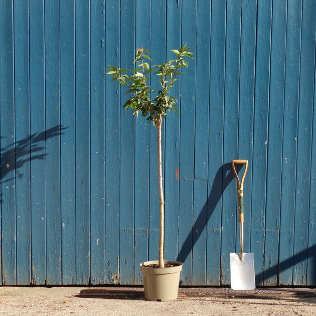 Prunus nipponica kurilensis 'Brilliant' Tree