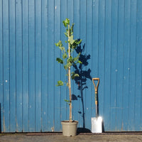 Liriodendron tulipifera ‘Aureomarginata’