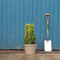 Taxus baccata 'Standishii' small Yew in pot