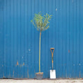 Salix gracilistyla 'Mount Aso' tree