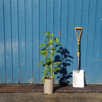 Actinidia kolomikta climber in pot