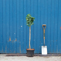 Ginkgo biloba 'Mariken' tree