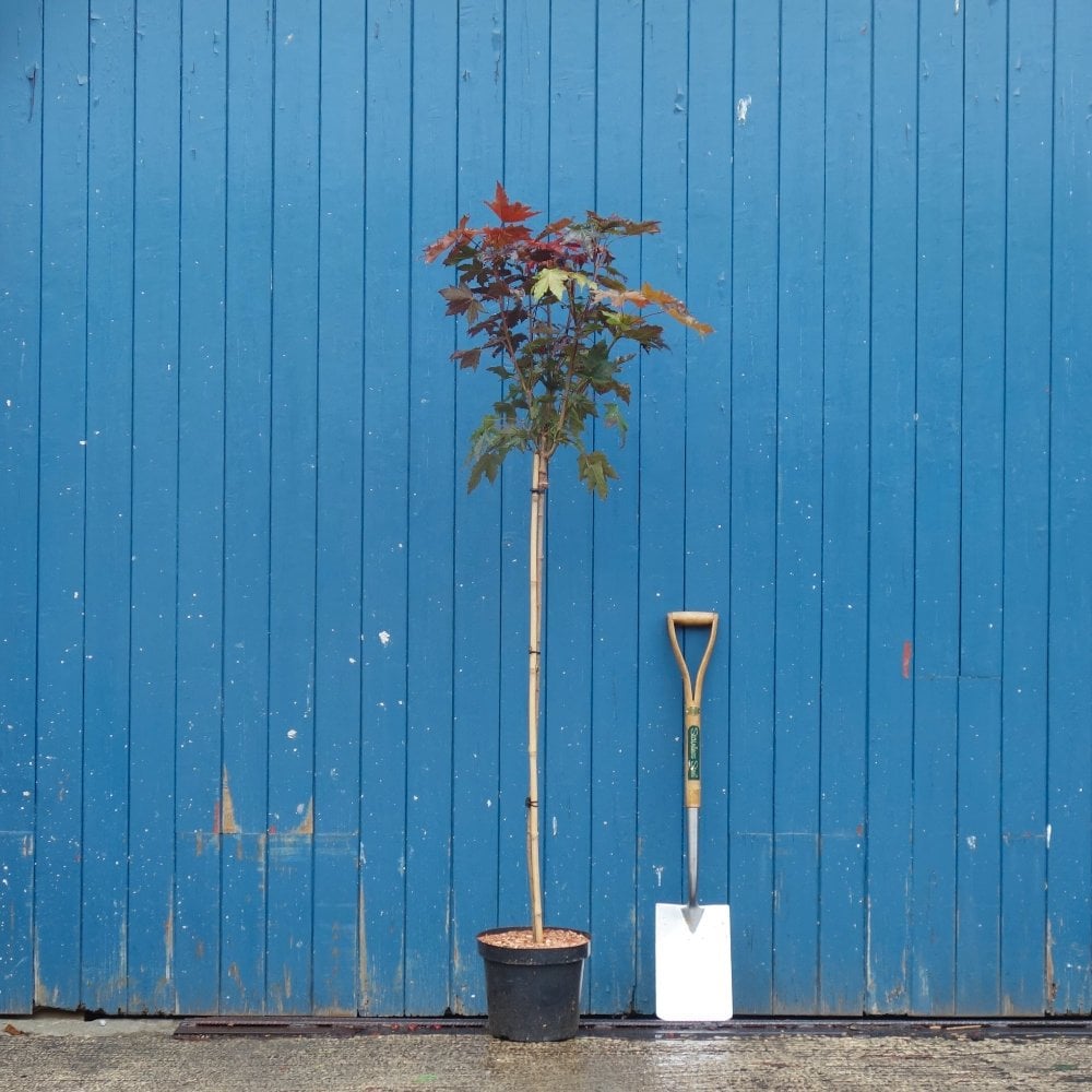 Acer platanoides 'Crimson Sentry' Tree