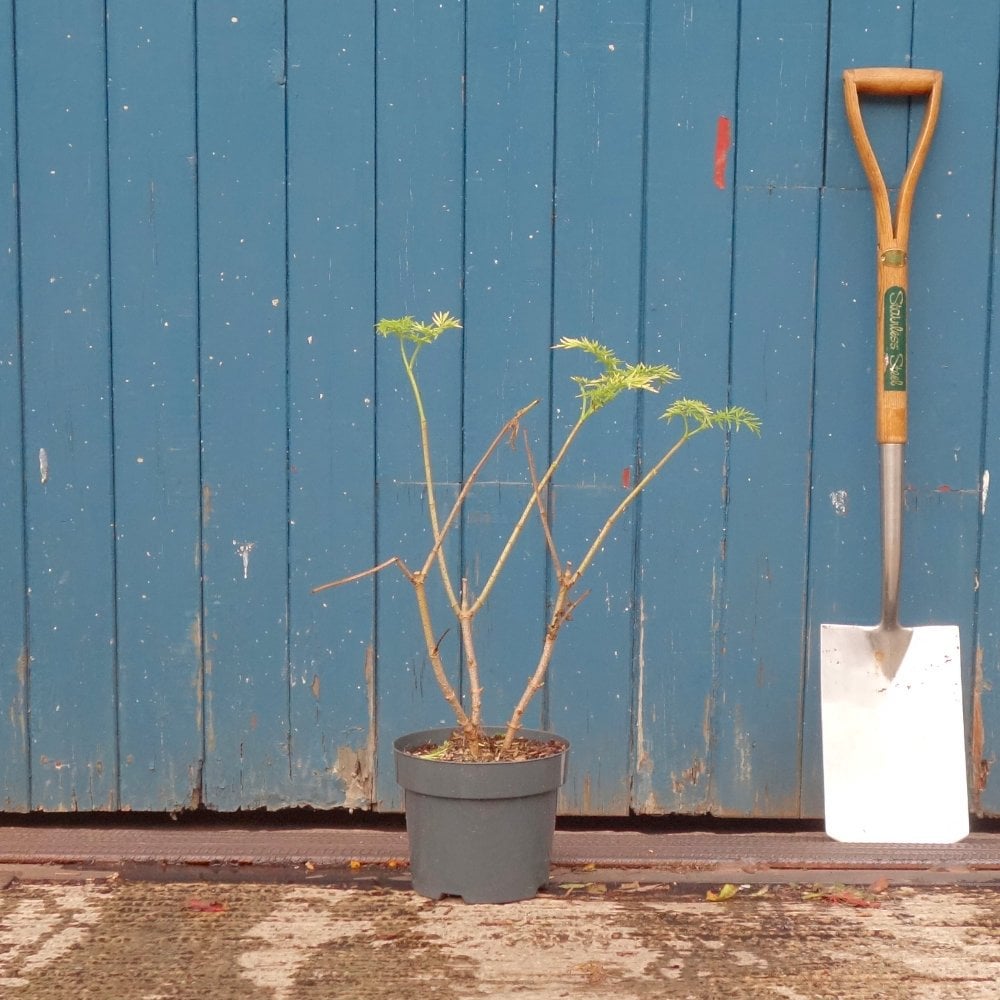 Sambucus nigra Golden Tower Tree