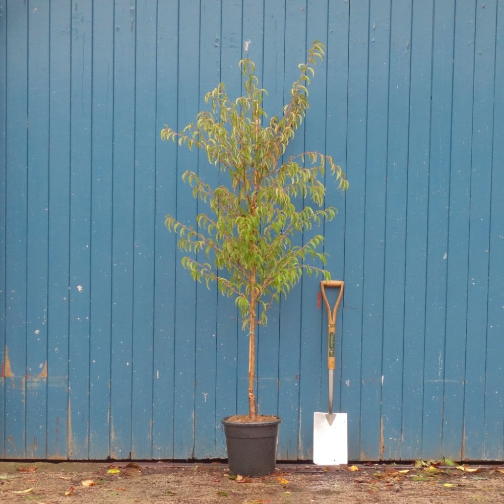 Prunus incisa 'Oshidori' tree