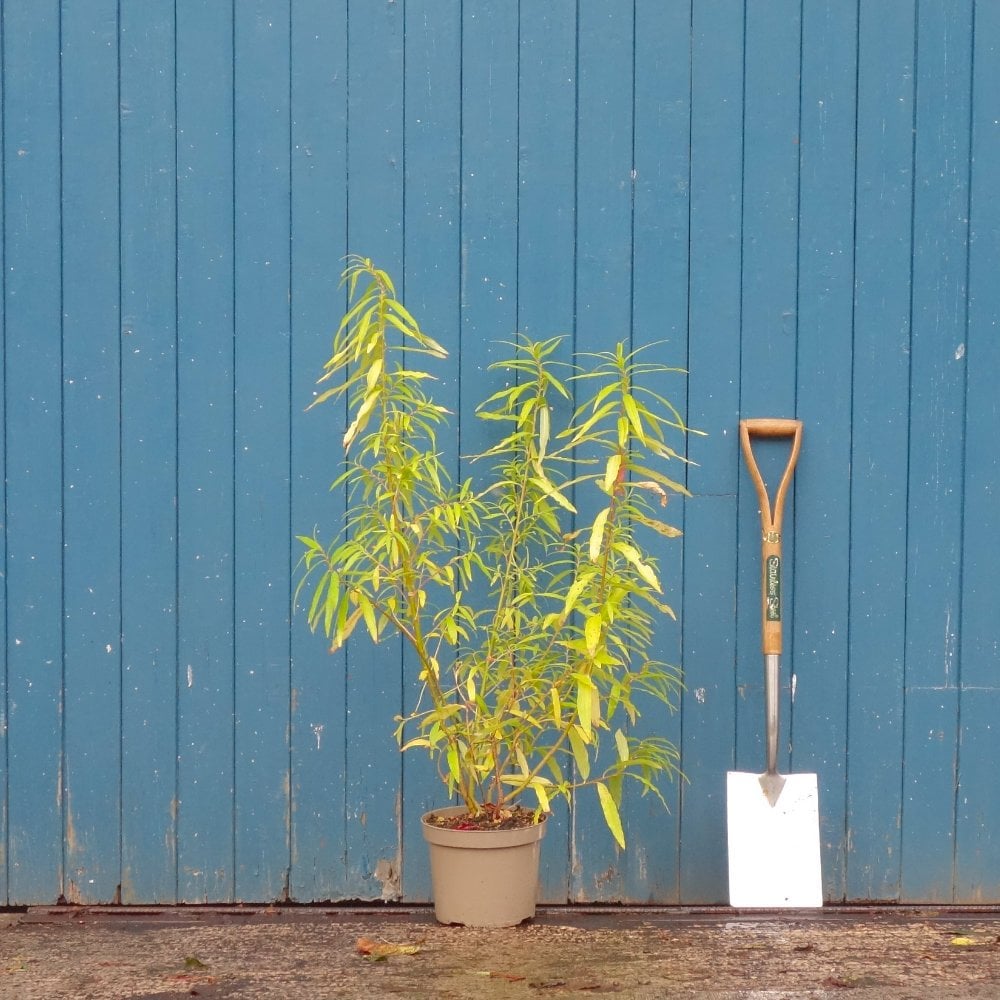 Salix udensis 'Golden Sunshine' tree