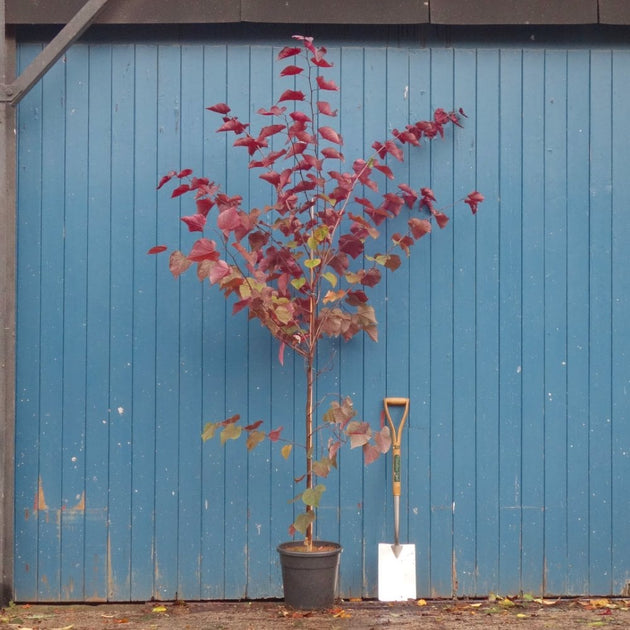 Cercis canadensis 'Red Force'