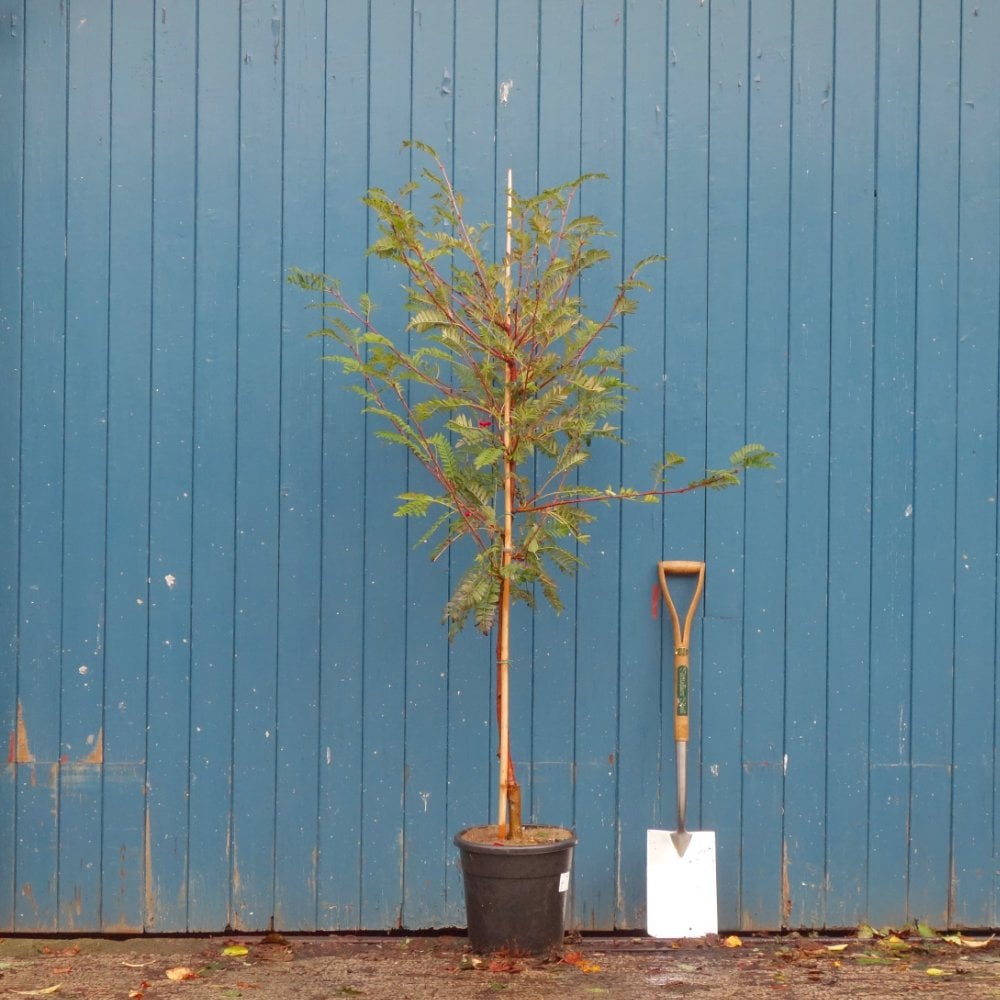 Sorbus vilmorinii 'Pink Charm' tree