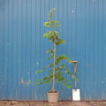 Parrotia persica 'Vanessa'