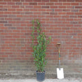 Bay Laurel Laurus nobilis tree in container