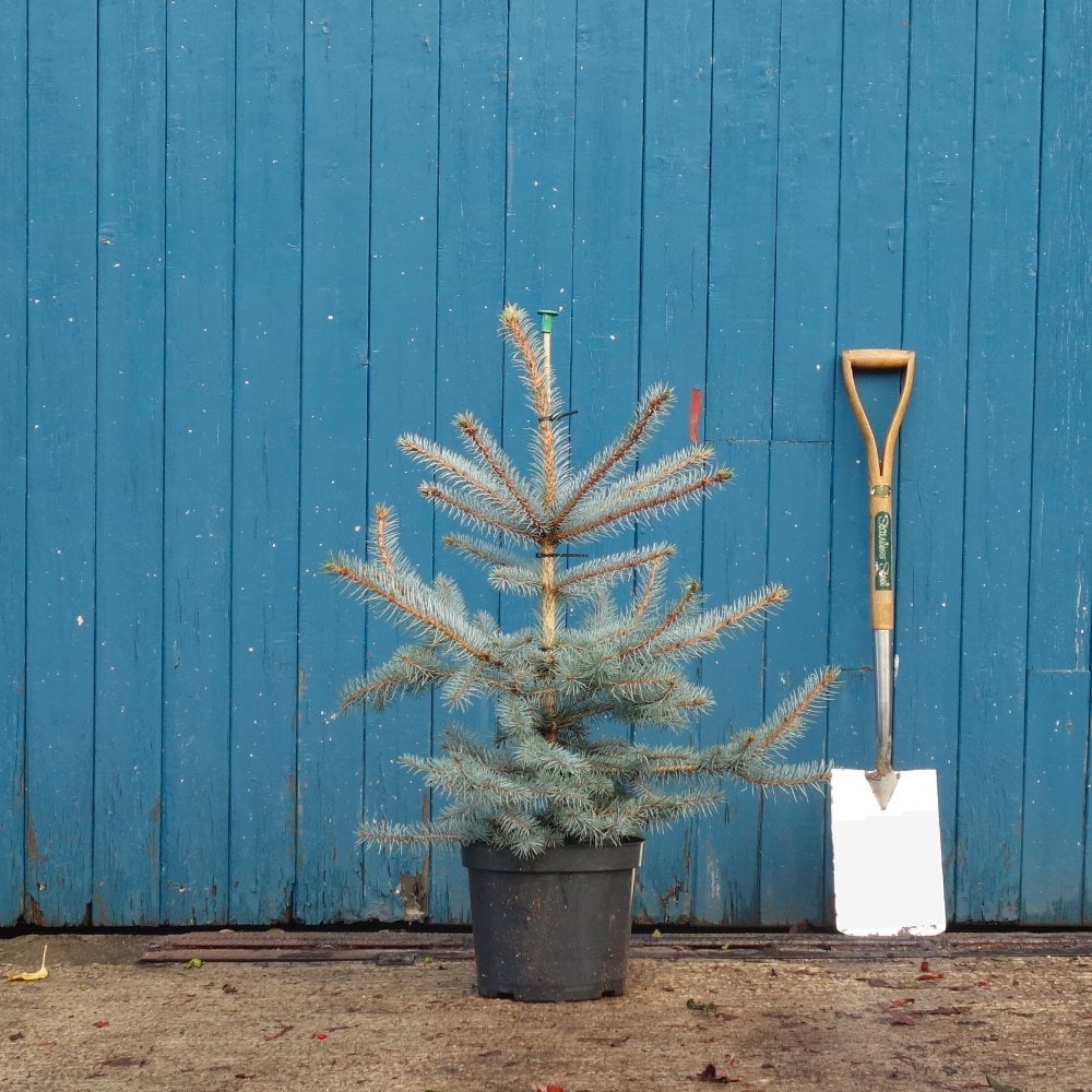 Picea pungens 'Edith' Tree