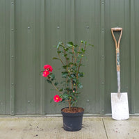 Camellia reticulata 'Mary Williams' Shrub