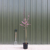 Prunus cerasifera 'Spring Glow' tree in pot