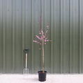 Prunus cerasifera 'Spring Glow' tree in pot