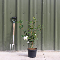 Camellia japonica 'Powder Puff' shrub