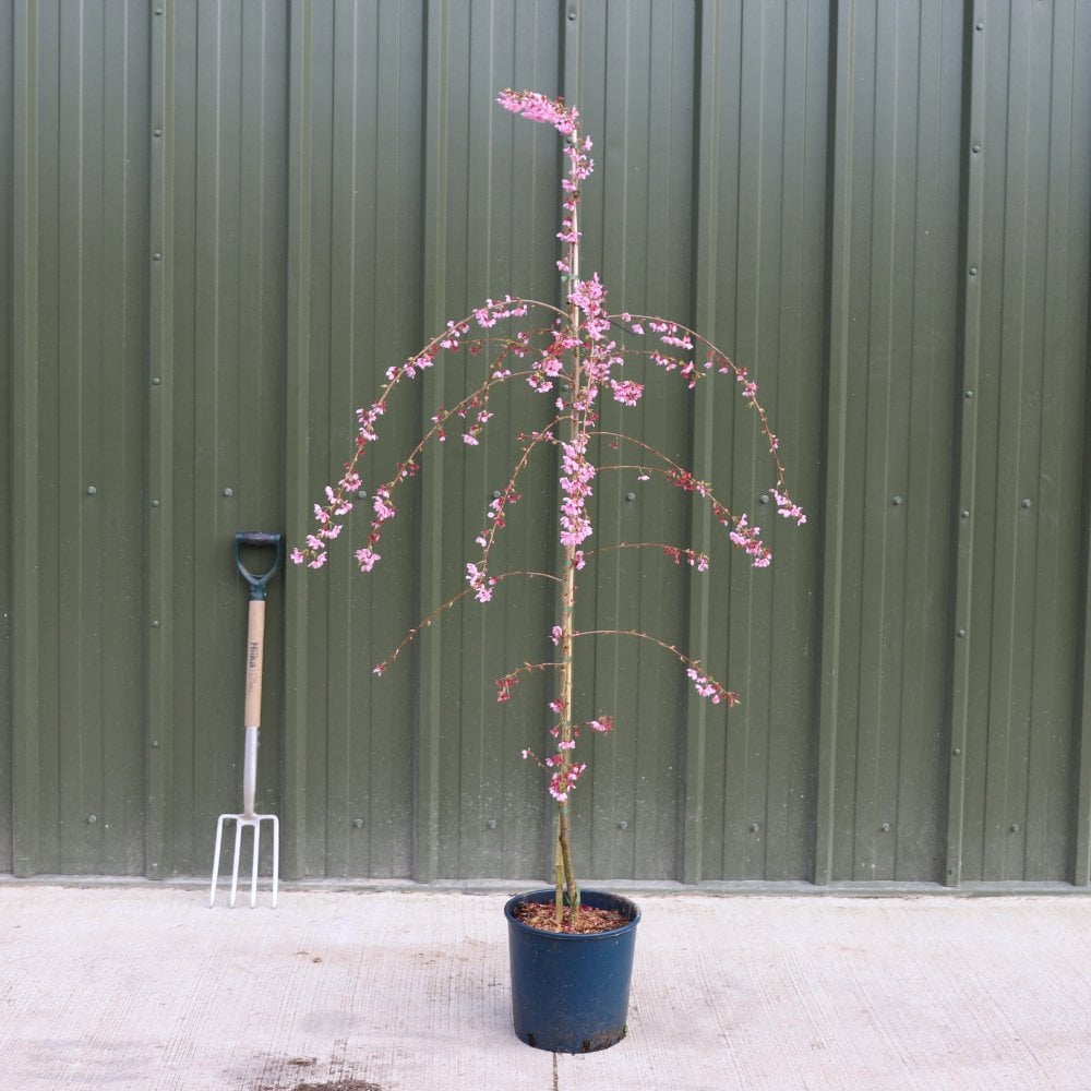 Prunus 'Pink Cascade' tree