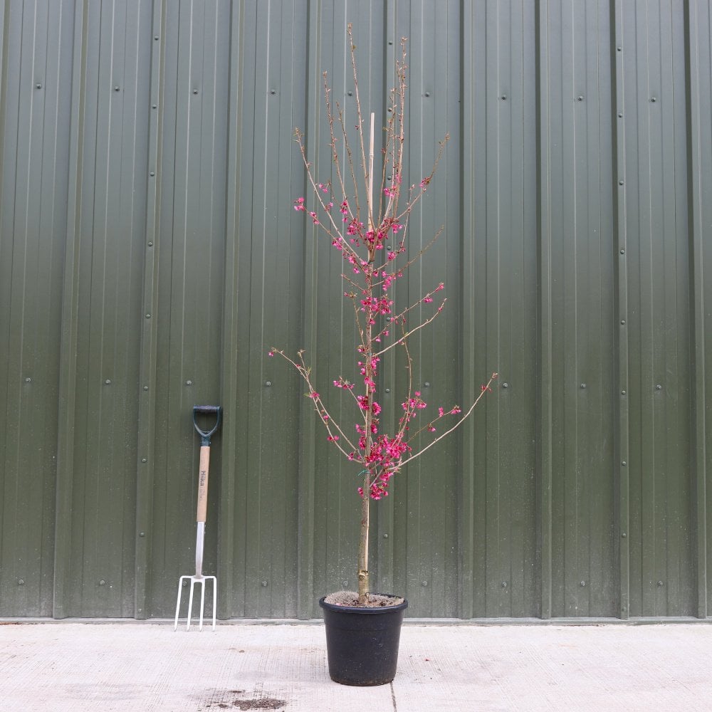 Prunus 'First Lady' tree