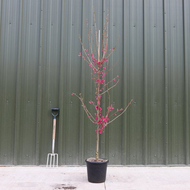 Prunus 'First Lady' tree