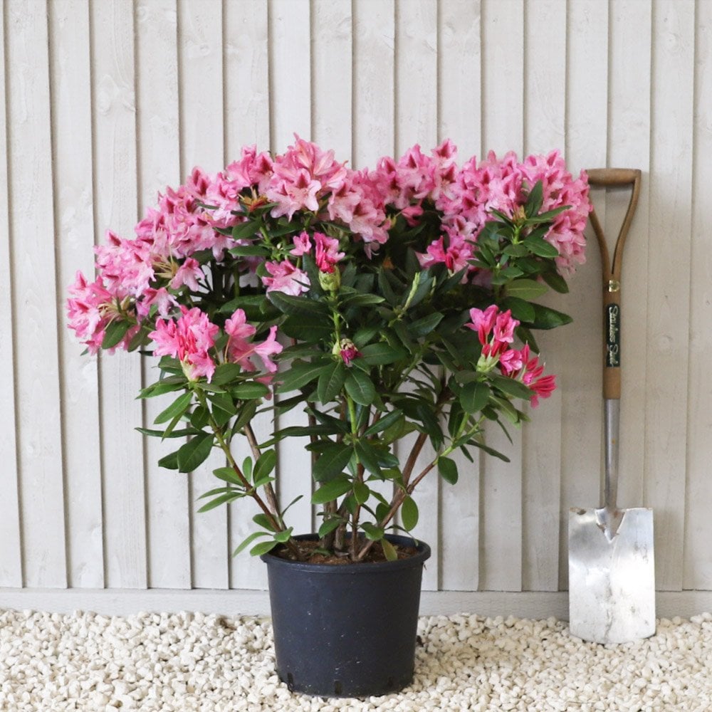 Rhododendron 'Cosmopolitan' Shrub